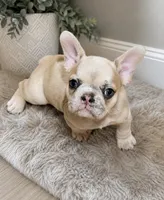 Jalexiiii, a female French Bulldog for sale in Philadelphia, PA – 1 of 8