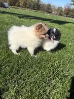 Cash, a male Pomeranian for sale in Philadelphia, PA – 5 of 5