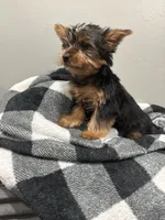 Lissy, a female Yorkshire Terrier for sale in Philadelphia, PA – Photo 7 of 8