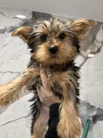 Lissy, a female Yorkshire Terrier for sale in Philadelphia, PA – Photo 2 of 8