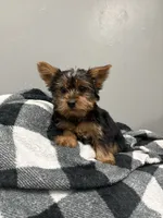 Lissy, a female Yorkshire Terrier for sale in Philadelphia, PA – Photo 3 of 8