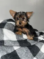 Lissy, a female Yorkshire Terrier for sale in Philadelphia, PA – Photo 5 of 8