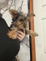 Lissy, a female Yorkshire Terrier for sale in Philadelphia, PA – Photo 1 of 8