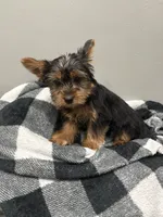 Lissy, a female Yorkshire Terrier for sale in Philadelphia, PA – Photo 6 of 8