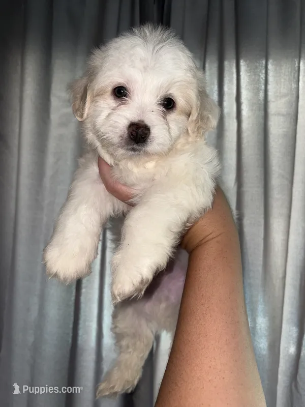 Snowy – Maltese, Shih Tzu puppy for sale in Philadelphia, PA