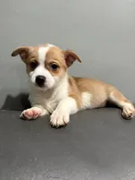 Myles, a female Pembroke Welsh Corgi and Chihuahua for sale in Philadelphia, PA – 1 of 8