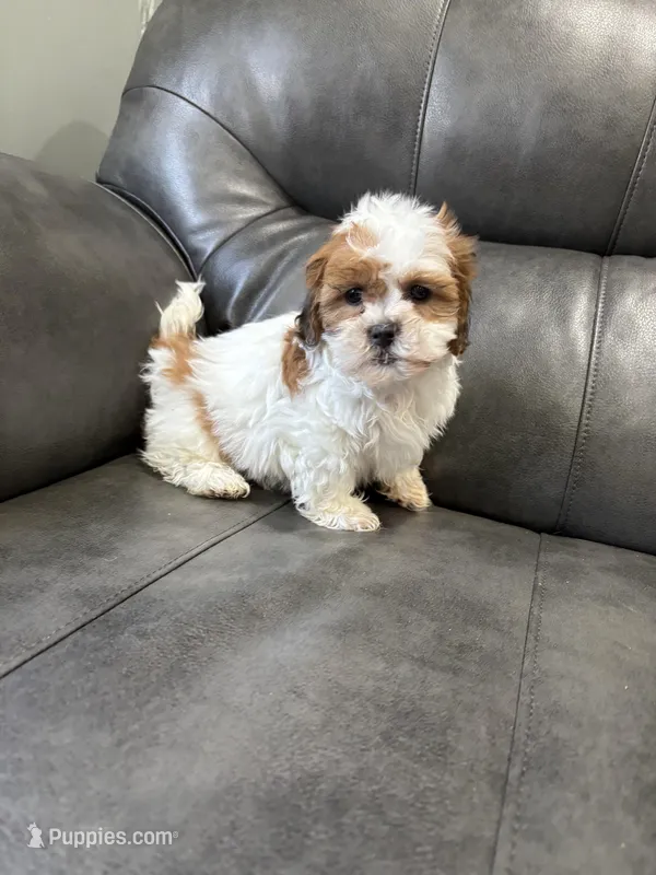 Teddy – Bichon Frise, Shih Tzu puppy for sale in Philadelphia, PA