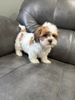 Teddy, a male Bichon Frise and Shih Tzu for sale in Philadelphia, PA – Photo 2 of 2