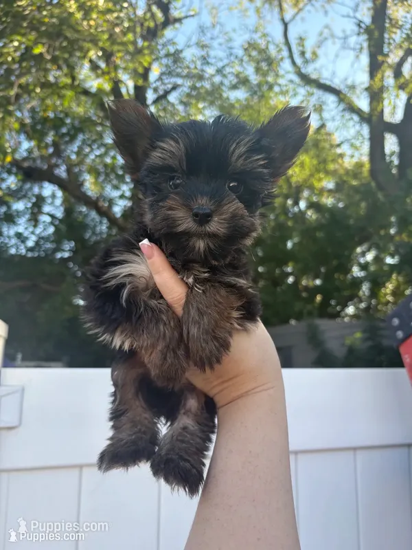Teacup nylon – Yorkshire Terrier puppy for sale in Philadelphia, PA