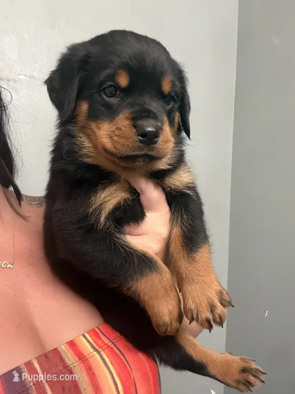 Tank – Rottweiler puppy for sale in Philadelphia, PA