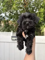 Junie , a male Yorkshire Terrier for sale in Philadelphia, PA – 4 of 4