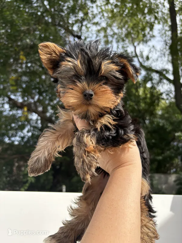 Ellie toy – Yorkshire Terrier puppy for sale in Philadelphia, PA