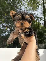 Ellie toy, a female Yorkshire Terrier for sale in Philadelphia, PA – 1 of 7