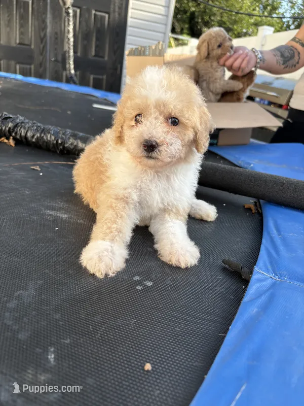 Tommy  – Poodle - Miniature  puppy for sale in Philadelphia, PA