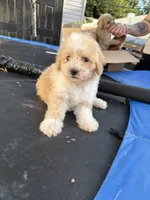 Tommy , a male Poodle - Miniature  for sale in Philadelphia, PA – 1 of 4