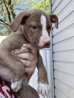 Jules, a male American Pit Bull Terrier for sale in Philadelphia, PA – Photo 2 of 3