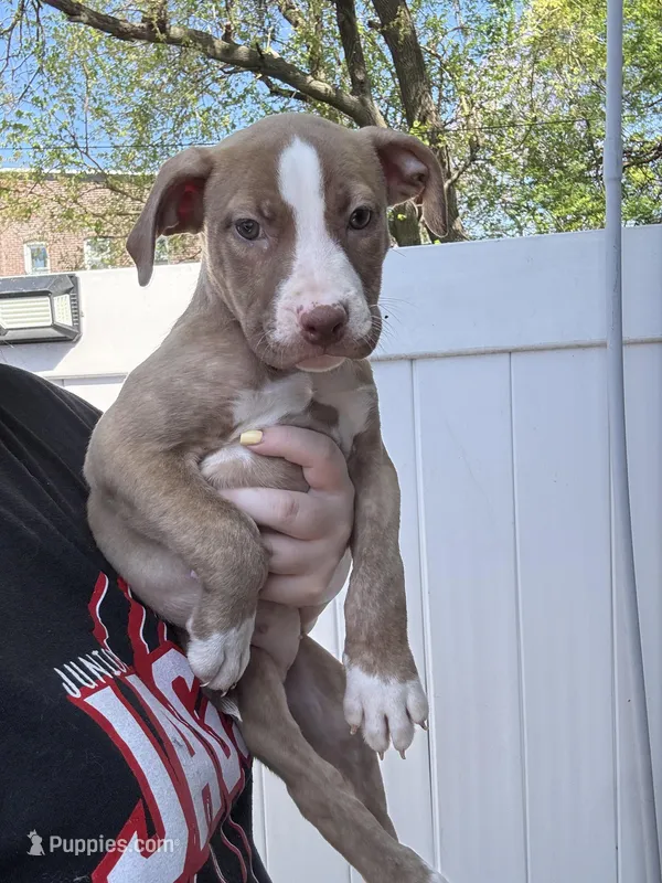 Jules – American Pit Bull Terrier puppy for sale in Philadelphia, PA