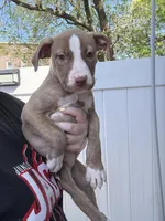 Jules, a male American Pit Bull Terrier for sale in Philadelphia, PA – Photo 1 of 3