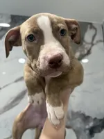 Jules, a male American Pit Bull Terrier for sale in Philadelphia, PA – Photo 3 of 3