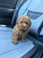 Noah , a female Poodle - Toy  for sale in Philadelphia, PA – 2 of 3