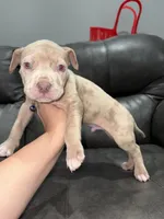 Rico, a male American Pit Bull Terrier for sale in Philadelphia, PA – 2 of 2