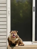 Bora, a female English Bulldog for sale in Philadelphia, PA – 1 of 2