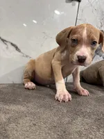Merle Marley , a male American Pit Bull Terrier for sale in Philadelphia, PA – 2 of 7