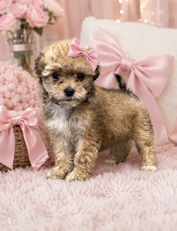 Nelly  – Shihpoo puppy for sale in Philadelphia, PA