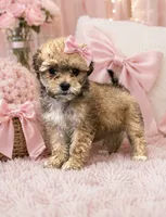 Nelly , a female Shihpoo for sale in Philadelphia, PA – 1 of 1