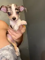 Teacup Liam , a male Chihuahua for sale in Philadelphia, PA – 2 of 3