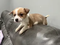 Myles, a female Pembroke Welsh Corgi and Chihuahua for sale in Philadelphia, PA – 5 of 8