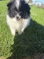 Panda , a female Pomeranian for sale in Philadelphia, PA – 2 of 6