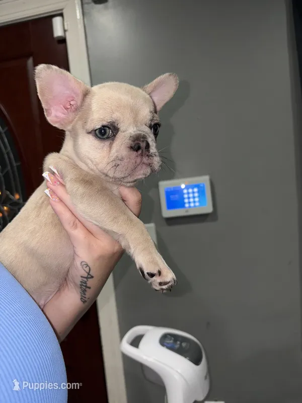 Jalexiiii – French Bulldog puppy for sale in Philadelphia, PA