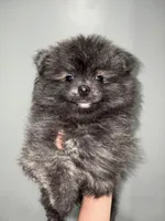Brindle, a male Pomeranian for sale in Philadelphia, PA – 2 of 4