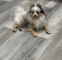 Brindle, a male Pomeranian for sale in Philadelphia, PA – 3 of 4