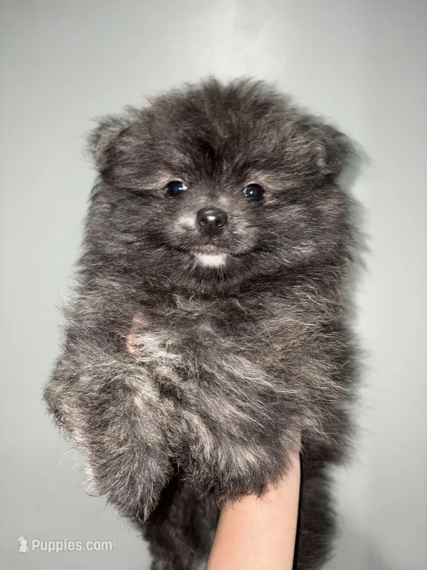 Brindle – Pomeranian puppy for sale in Philadelphia, PA