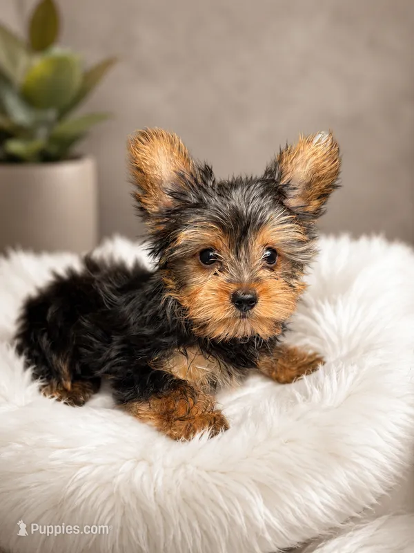 Rorer teacup – Yorkshire Terrier puppy for sale in Philadelphia, PA