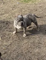 Royal, a male American Bully for sale in Philadelphia, PA – 2 of 2