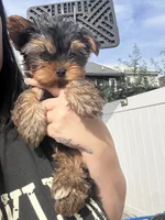 Ellie toy, a female Yorkshire Terrier for sale in Philadelphia, PA – 3 of 7