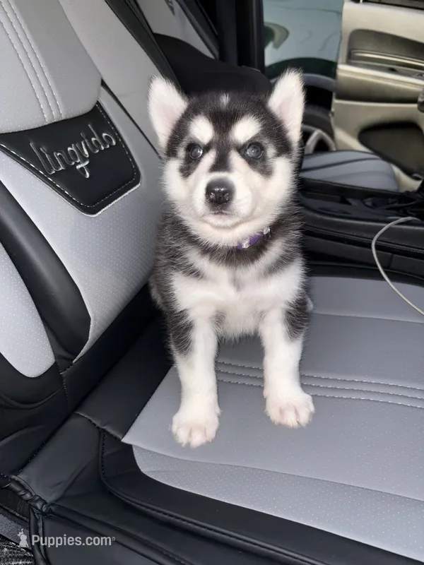 Zoey  – Siberian Husky puppy for sale in Philadelphia, PA