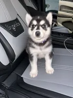 Zoey , a female Siberian Husky for sale in Philadelphia, PA – 1 of 4