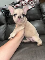 Jalexiiii, a female French Bulldog for sale in Philadelphia, PA – 4 of 8