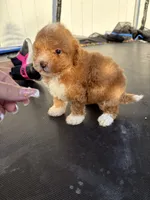 Lisette, a male Poodle - Miniature  for sale in Philadelphia, PA – 2 of 2
