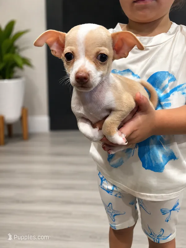 Tino – Chihuahua puppy for sale in Philadelphia, PA