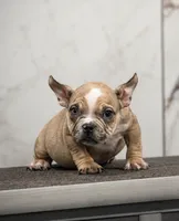 Carmella, a female American Bully for sale in Philadelphia, PA – 1 of 2