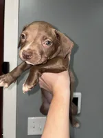 Runtsy, a male American Pit Bull Terrier for sale in Philadelphia, PA – Photo 2 of 2