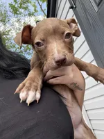Runtsy, a male American Pit Bull Terrier for sale in Philadelphia, PA – 1 of 3