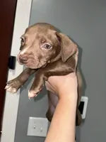 Runtsy, a male American Pit Bull Terrier for sale in Philadelphia, PA – Photo 1 of 2