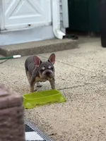 Jalexiiii, a female French Bulldog for sale in Philadelphia, PA – 4 of 4