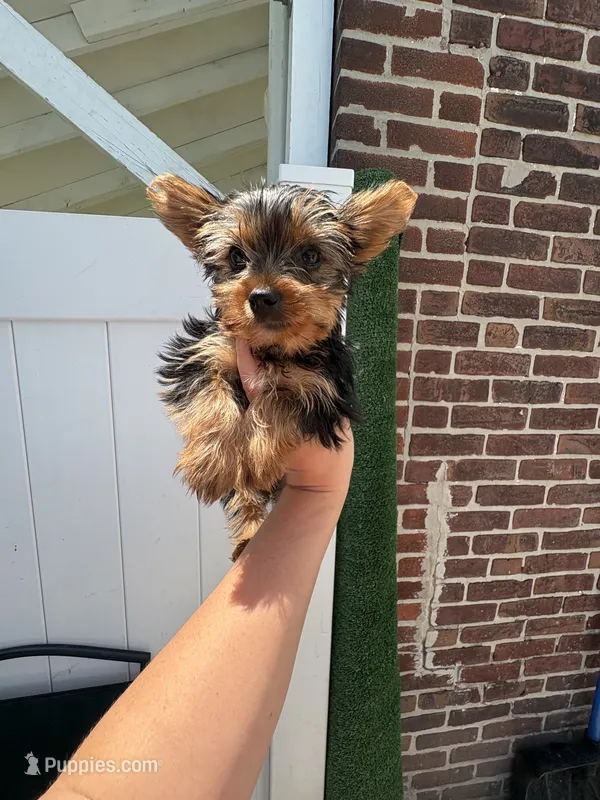 Mister  – Yorkshire Terrier puppy for sale in Philadelphia, PA